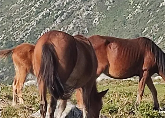 בית אירוח Casa Do Lucio